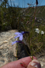 Lobelia barkerae