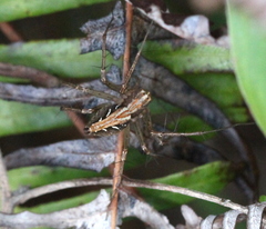 Oxyopes javanus