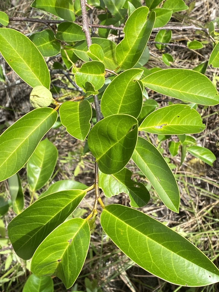 Pond Apple
