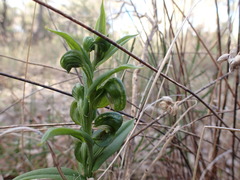 Pterostylis sanguinea