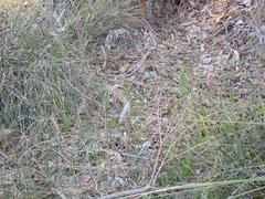 Pterostylis sanguinea