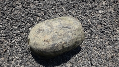 Kinosternon integrum