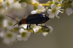 Pseudoluperus maculicollis