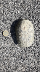 Kinosternon integrum