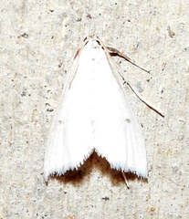 Leptosteges vestaliella