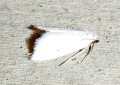 Leptosteges vestaliella