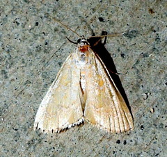 Glaphyria sesquistrialis