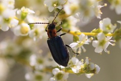 Pseudoluperus maculicollis