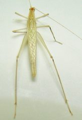 Oecanthus leptogrammus