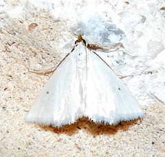 Leptosteges vestaliella