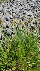 Carex densa