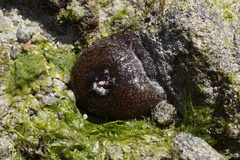 Actinia fragacea