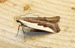 Dichomeris serrativittella