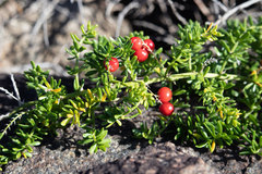 Asparagus densiflorus