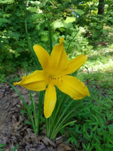 Hemerocallis lilioasphodelus