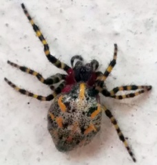 Alpaida alticeps