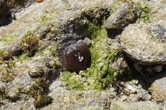 Actinia fragacea
