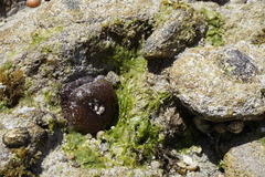 Actinia fragacea