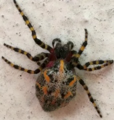 Alpaida alticeps