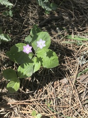 Lysimachia latifolia