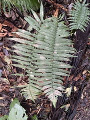 Dryopteris cycadina
