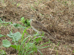 Alauda arvensis japonica