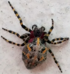 Alpaida alticeps