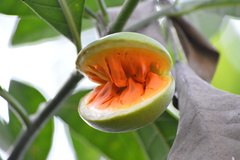 Tabernaemontana alba