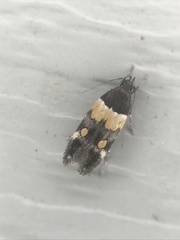 Triclonella determinatella