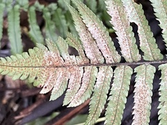 Dryopteris cycadina