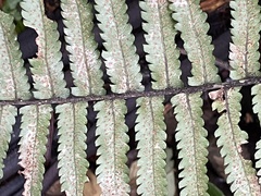 Dryopteris cycadina