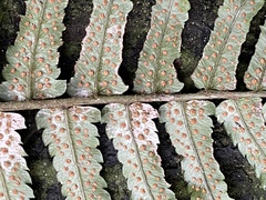 Dryopteris cycadina