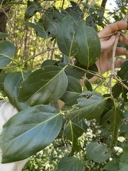 Psydrax lamprophylla