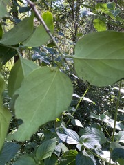 Psydrax lamprophylla