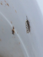 Ethmia terminella