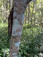 Psydrax lamprophylla