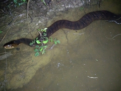 Nerodia fasciata