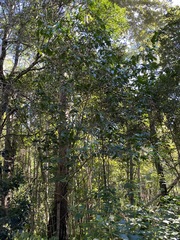 Psydrax lamprophylla