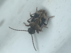 Ptinus texanus