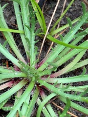 Plantago coronopus coronopus