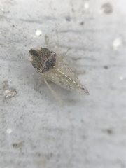 Xerophloea peltata