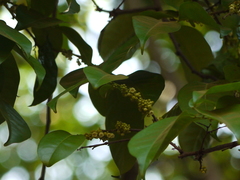 Diospyros sylvatica