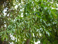 Diospyros sylvatica