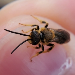 Halictus