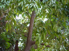 Diospyros sylvatica