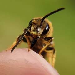 Halictus