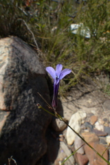 Lobelia barkerae