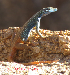 Platysaurus attenboroughi