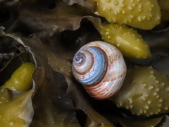 Calliostoma ligatum