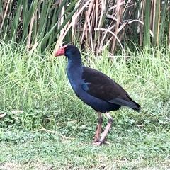 Porphyrio melanotus bellus